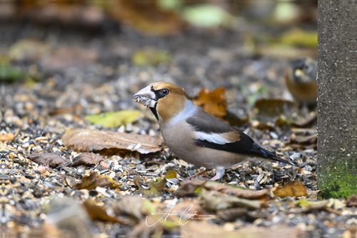 Birdsparadise2025 - 032