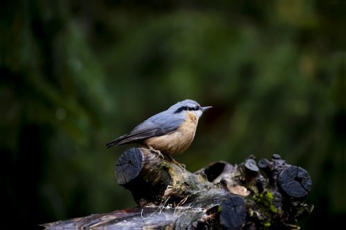 Birdsparadise2025 - 035