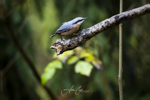 Birdsparadise2025 - 037