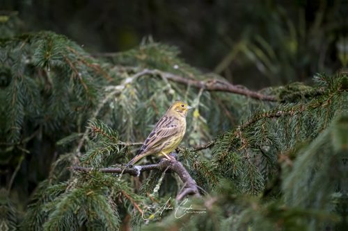 Birdsparadise2025 - 039