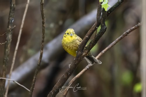 Birdsparadise2025 - 040