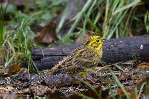 Birdsparadise2025 - 041