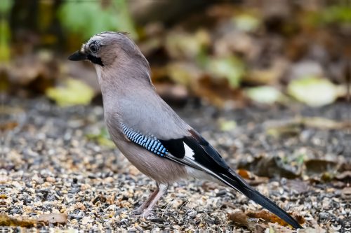 Birdsparadise2025 - 042