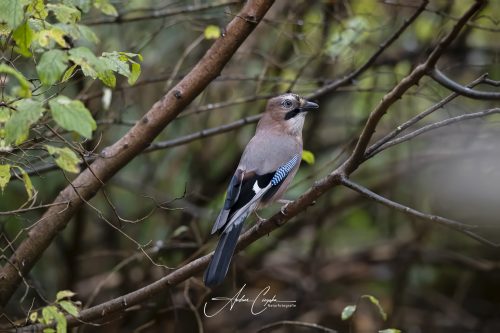 Birdsparadise2025 - 043