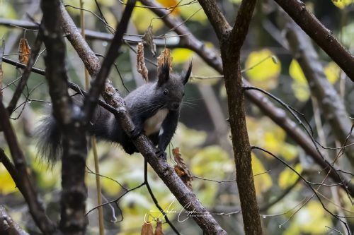 Birdsparadise2025 - 044