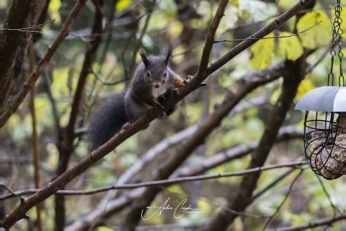 Birdsparadise2025 - 046