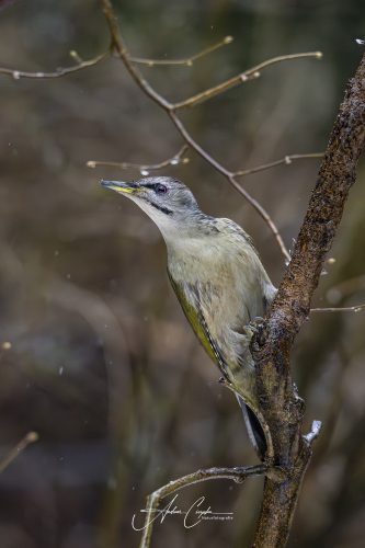 Birdsparadise2026 - 001