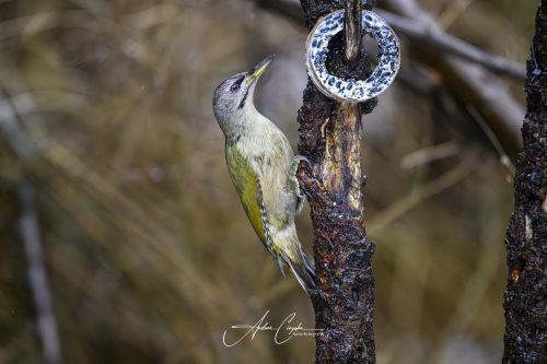 Birdsparadise2026 - 002