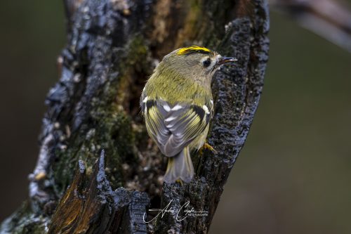 Birdsparadise2026 - 004