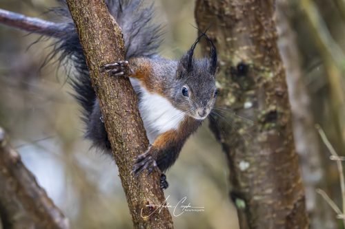 Birdsparadise2026 - 005