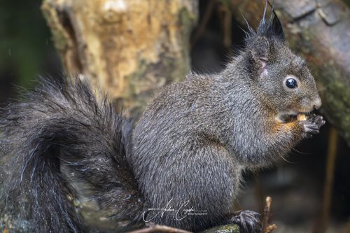 Birdsparadise2026 - 006