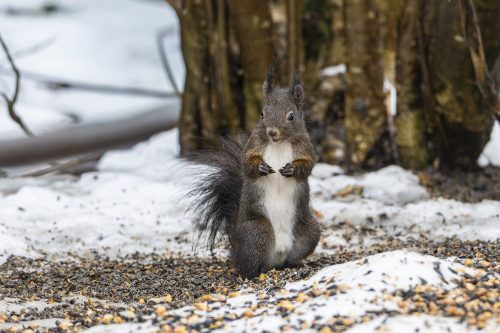 Birdsparadise2026 - 007