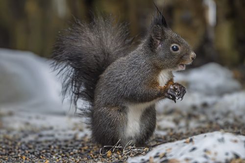 Birdsparadise2026 - 008