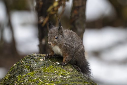 Birdsparadise2026 - 009