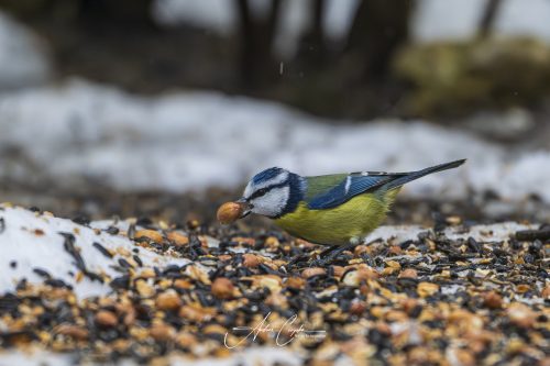 Birdsparadise2026 - 010