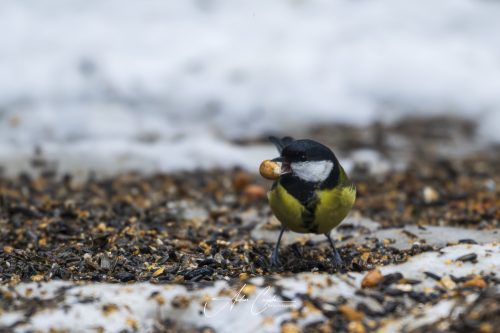 Birdsparadise2026 - 011