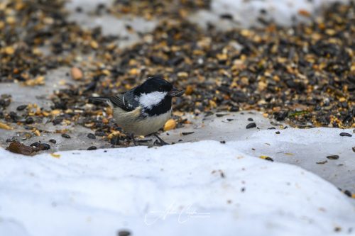 Birdsparadise2026 - 012