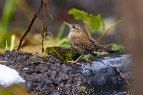 Birdsparadise2026 - 013