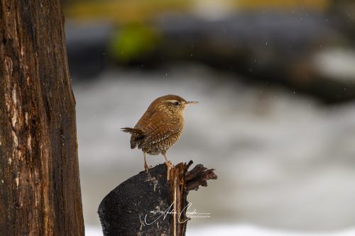 Birdsparadise2026 - 014