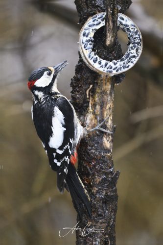 Birdsparadise2026 - 017