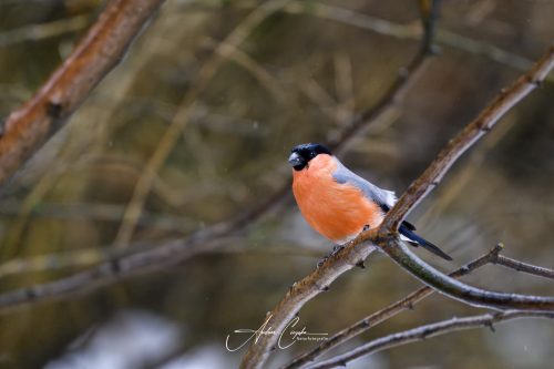 Birdsparadise2026 - 018