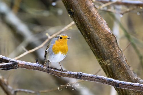 Birdsparadise2026 - 019