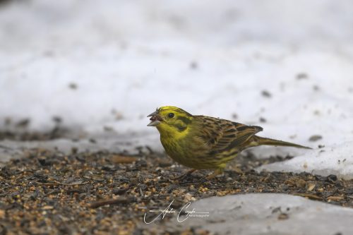 Birdsparadise2026 - 021