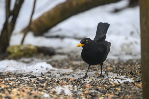 Birdsparadise2026 - 022