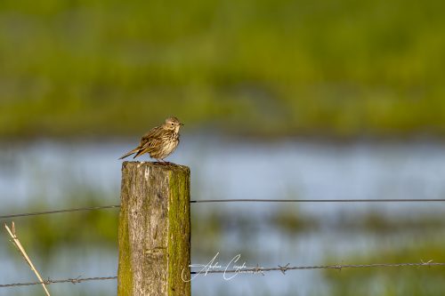 DummerSee - 2026 - 0026