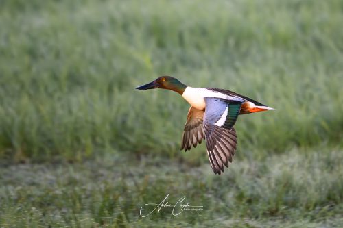 DummerSee - 2026 - 0040