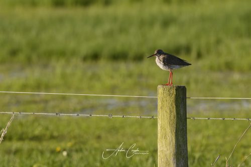 DummerSee - 2026 - 0082