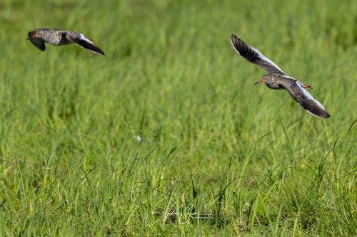 DummerSee - 2026 - 0085