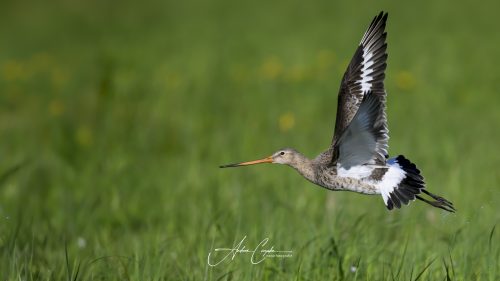 DummerSee - 2026 - 0096