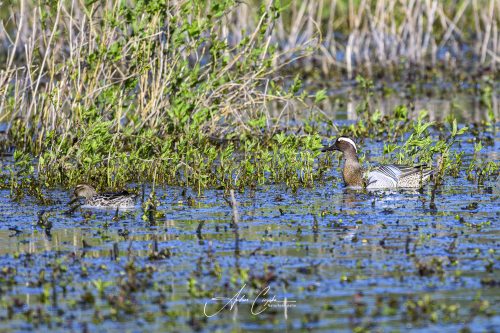 DummerSee - 2026 - 0105