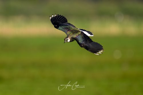 DummerSee - 2026 - 0116
