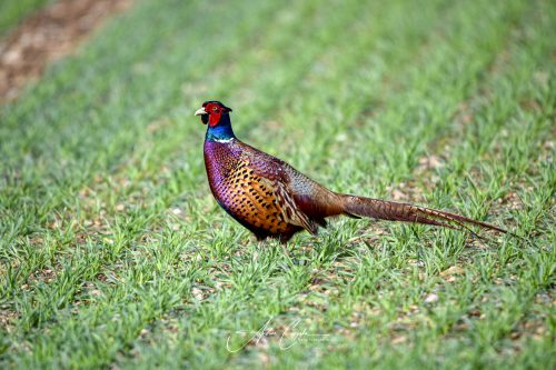 Eching - 2026 - 0012