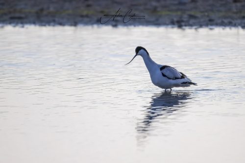 Ettinger Kieswerk - 2026 - 0001