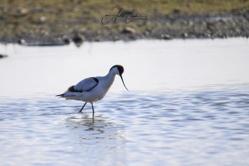 Ettinger Kieswerk - 2026 - 0004