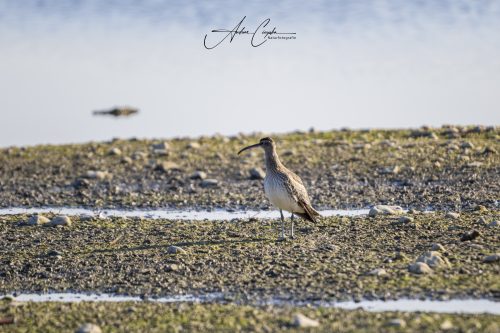 Ettinger Kieswerk - 2026 - 0005