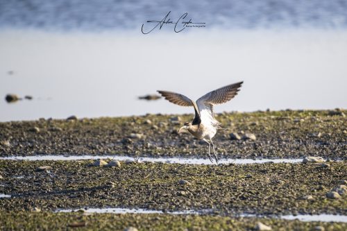 Ettinger Kieswerk - 2026 - 0006