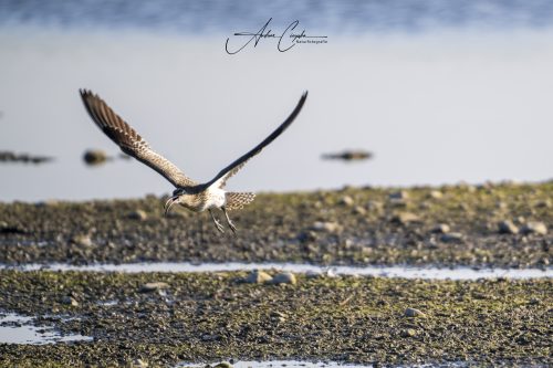 Ettinger Kieswerk - 2026 - 0007