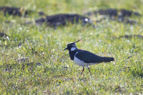 Ettinger Kieswerk - 2026 - 0010