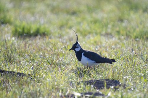 Ettinger Kieswerk - 2026 - 0011