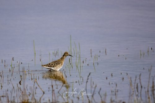 Freisinger Moos - 2026 - 0004