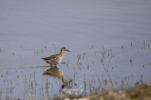 Freisinger Moos - 2026 - 0005