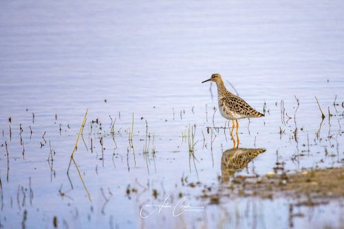 Freisinger Moos - 2026 - 0006