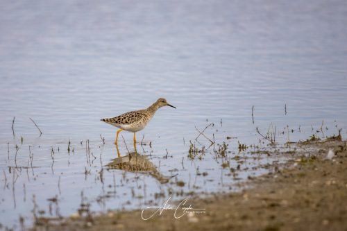 Freisinger Moos - 2026 - 0007