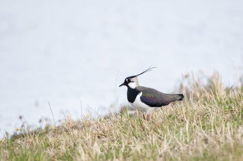 Freisinger Moos - 2026 - 0008