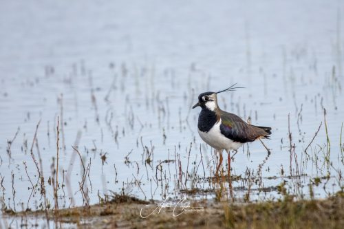 Freisinger Moos - 2026 - 0009