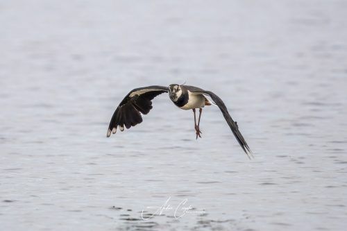 Freisinger Moos - 2026 - 0010